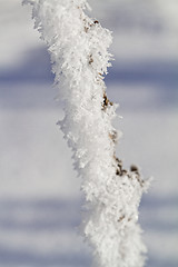 Image showing Branches in snow