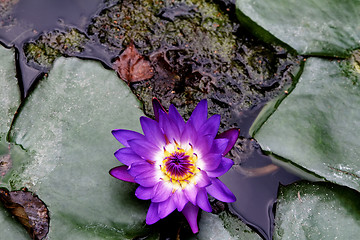 Image showing Lotus flower on the water