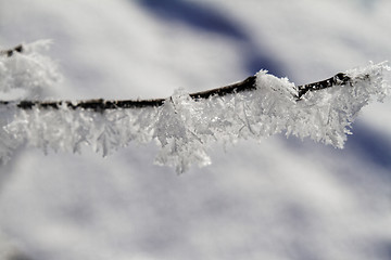 Image showing Branches in snow