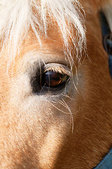 Image showing Portrait of a brown horse