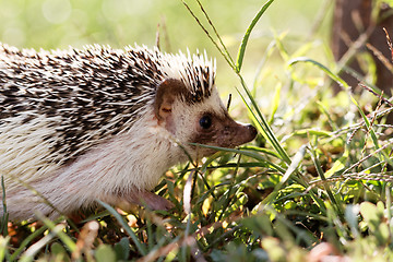 Image showing  African white- bellied hedgehog 