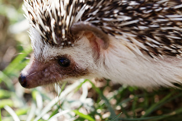 Image showing  African white- bellied hedgehog 