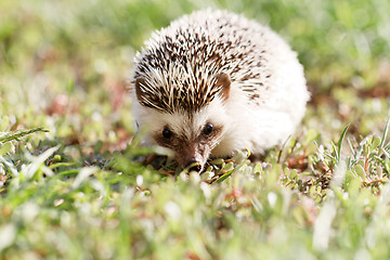 Image showing  African white- bellied hedgehog 
