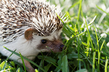 Image showing  African white- bellied hedgehog 