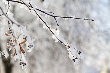 Image showing Branches in snow