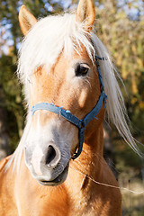 Image showing Portrait of a brown horse