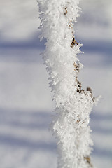 Image showing Branches in snow