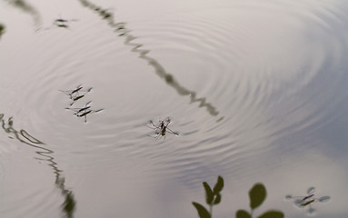 Image showing Gerridae on the water surface