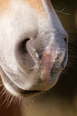 Image showing Portrait of a brown horse