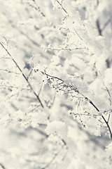 Image showing Branches in snow