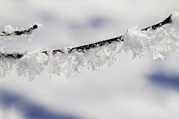 Image showing Branches in snow