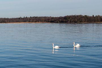 Image showing Graceful swans in calm water