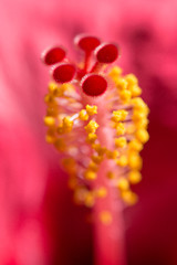 Image showing Vertical floral blurred background Hibiskus red flower