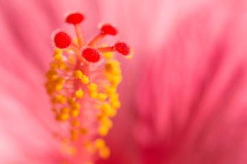 Image showing Floral blurred background with pink exotic tropical Hibiskus flo