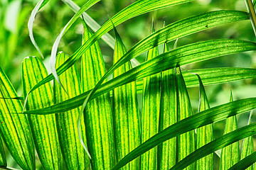 Image showing green natural leaf background