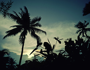 Image showing silhouette of asian exotic jungle, palms and other trees on blue