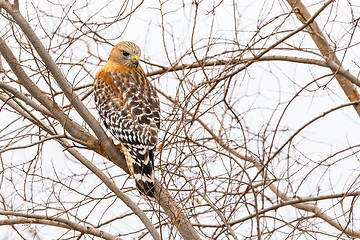 Image showing California Red Hawk Watching From the Tree.