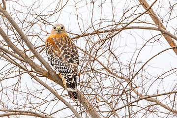 Image showing California Red Hawk Watching From the Tree.