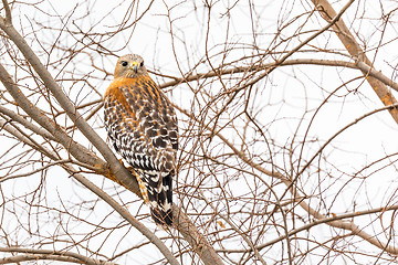 Image showing California Red Hawk Watching From the Tree.