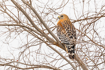 Image showing California Red Hawk Watching From the Tree.