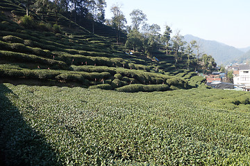 Image showing Green Chinese Longjing tea plantation