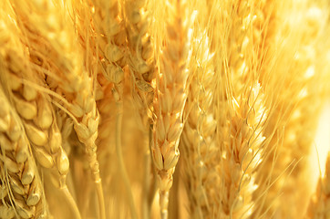 Image showing Ears of golden wheat close up