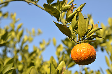 Image showing Orange mandarin on the tree