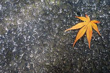 Image showing Full autumn leave yellow on a brown ground in the fall