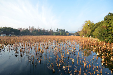 Image showing Dead lotus plants during winter on West Lake, Hangzhou.