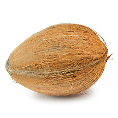 Image showing Coconut