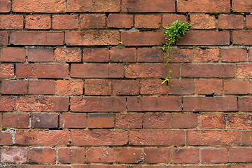 Image showing Red brick wall texture