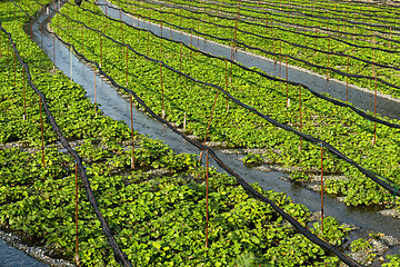 Image showing Green Wasabi farm