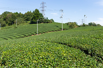 Image showing Green tea