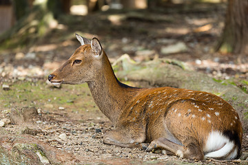 Image showing Young deer in the park