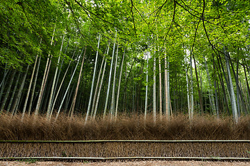 Image showing Bamboo Forest at arashiyama
