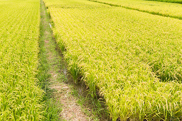 Image showing Paddy Rice meadow