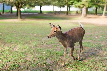 Image showing Deer in Nara park