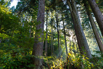 Image showing Forest and sunlight
