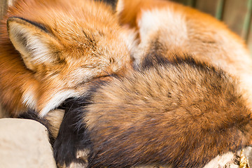 Image showing Sleeping red fox