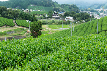 Image showing Green Tea plantation