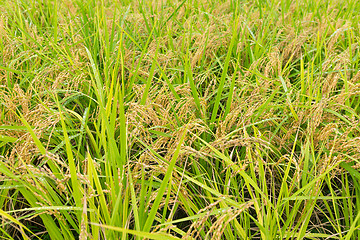 Image showing Green Rice field