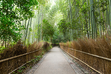 Image showing Arashiyama Bamboo Forest in Kyoto Japan