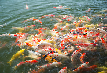 Image showing Koi fish in pond in the garden