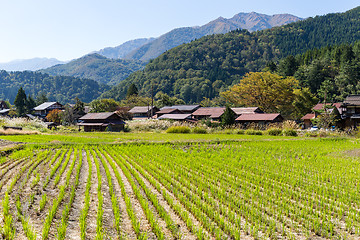 Image showing Shirakawago and rice field