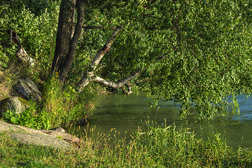 Image showing On the shore of the lake.