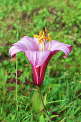 Image showing The Lily flower.