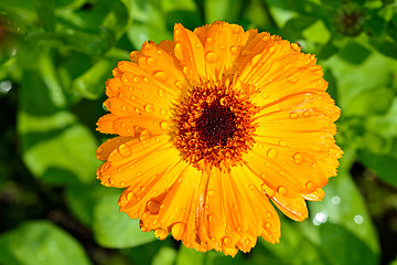 Image showing Yellow flower of calendula.