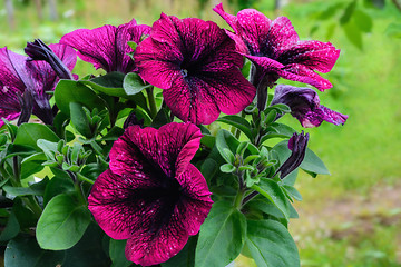 Image showing Flowers purple petunias.