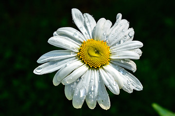 Image showing Flower white daisies.
