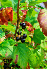 Image showing Black currant berries.